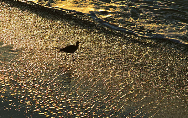 artist Maureen Haldeman