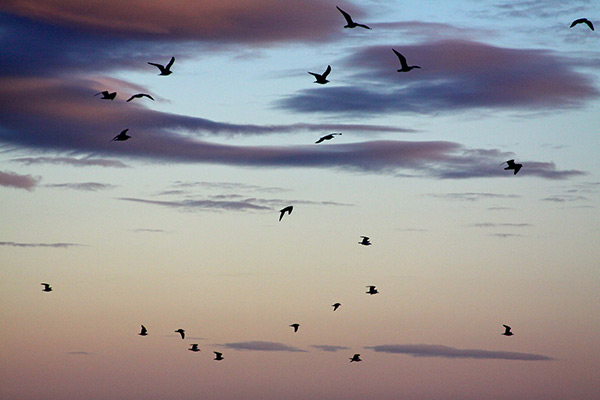 artist Maureen Haldeman